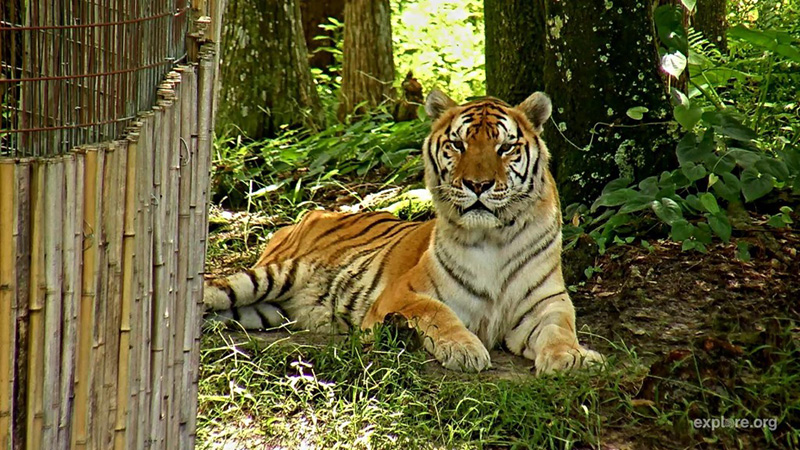 Happy International Tiger Day to TJ! | Snapshot by CathySell