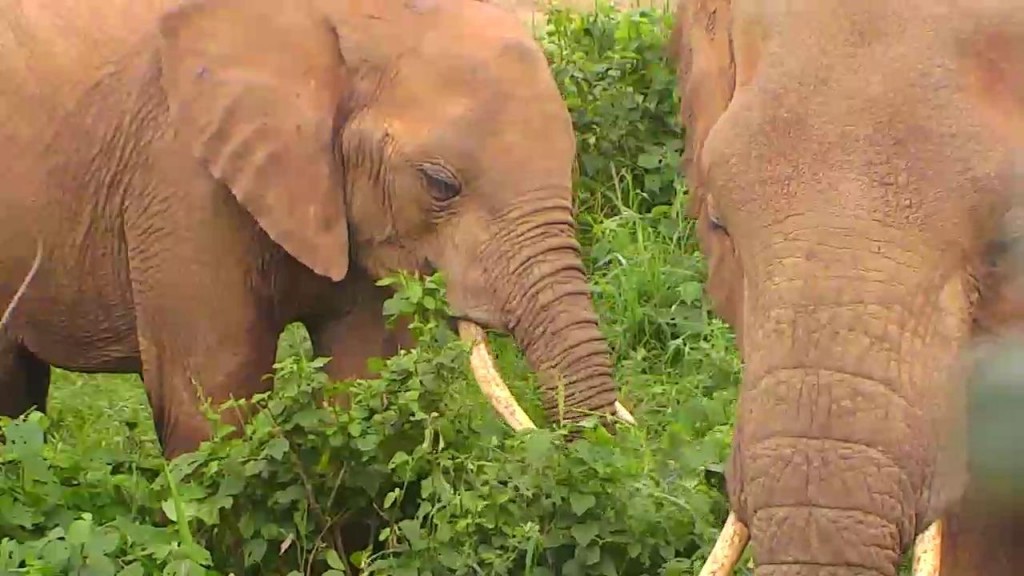 Sweet elephant couple on African cam | Snapshot by CroatianHowl
