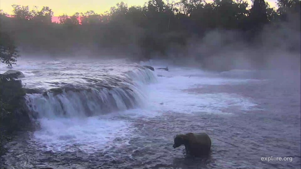 Early morning salmon hunt at a very misty Brooks Falls | Snapshot by @Jalexa2