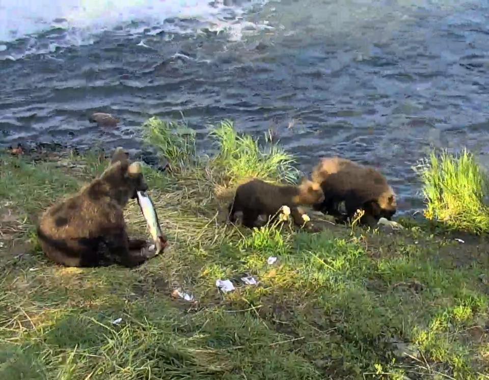 Little cubbies sharing some fresh salmon | Snapshot by  Elaine Grozier‎