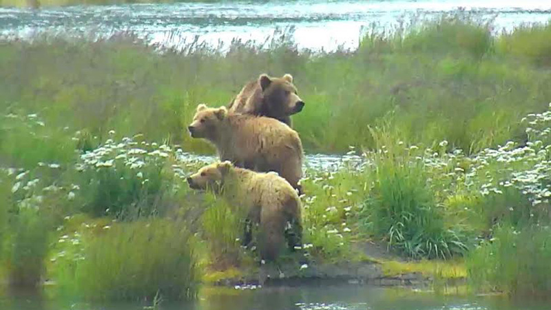 What a beautiful family on our bear cam|Snapshot by ElaineinDE