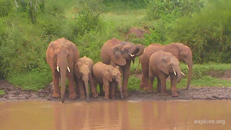 Some thirsty elephants down by the watering hole | Snapshot by GOInAZ