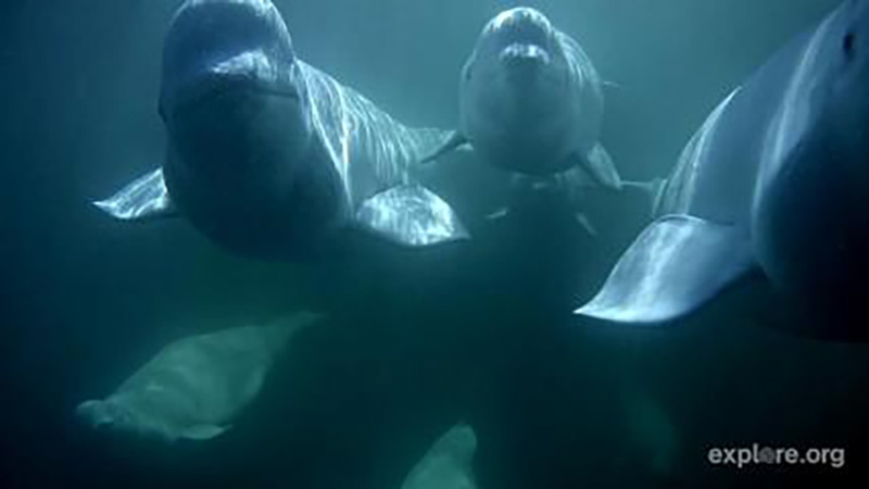 Awesome group photo of our beluga bunch | Snapshot by Grasshopper