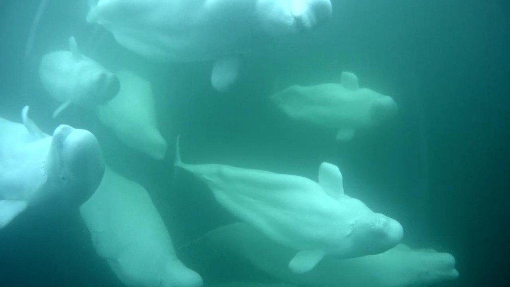 A bunch of beautiful belugas | Snapshot by HappyMama
