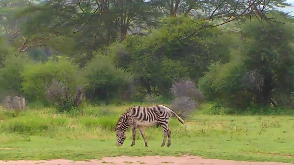 A lone zebra on Africa Cam | Snapshot by  JanLovell