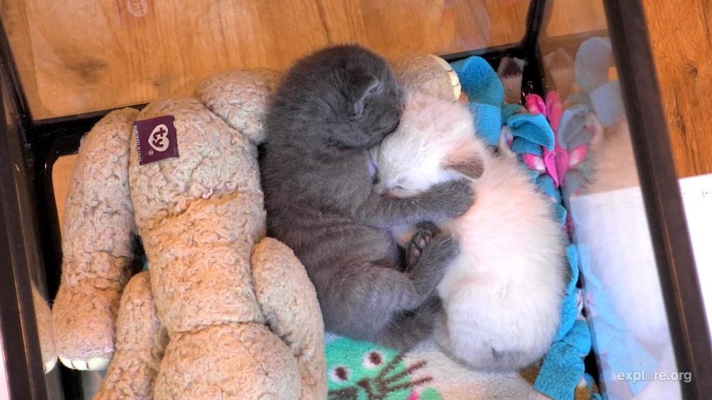 Nothing cuter than kitten snuggles! | Snapshot by JudyRahn