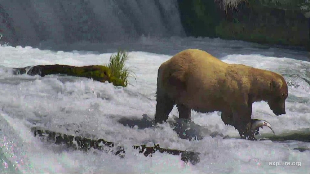 Salmon...its's what's for dinner | Snapshot by Louis Fleming 