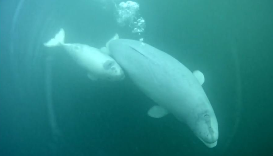 Baby beluga staying by mom's side | Snapshot by LuvBears