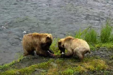 Two little cubs snacking on some fresh salmon | Snapshot by Maddog