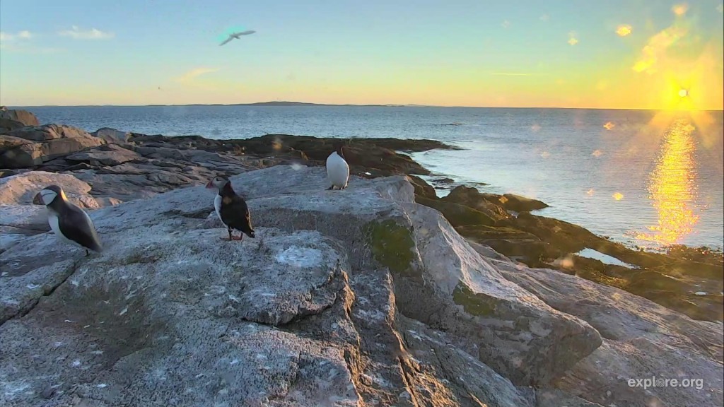 Early mornings on puffin cam | Snapshot by Maine Girl
