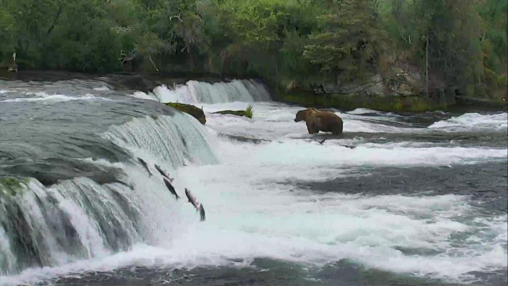 The salmon are flying Brooks Falls | Snapshot by Nicki Head