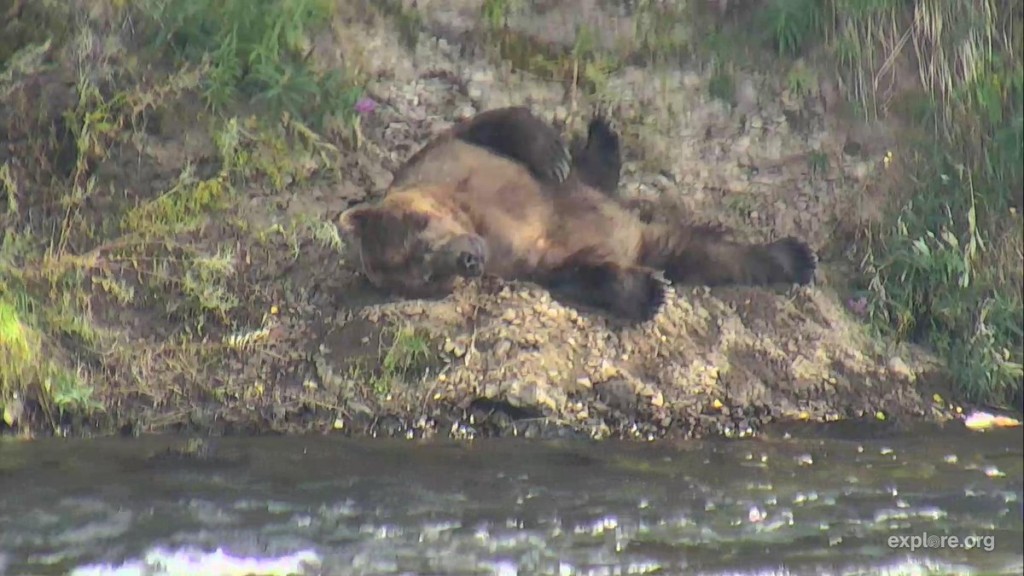 When you eat too much salmon | Snapshot by @BlancoTech