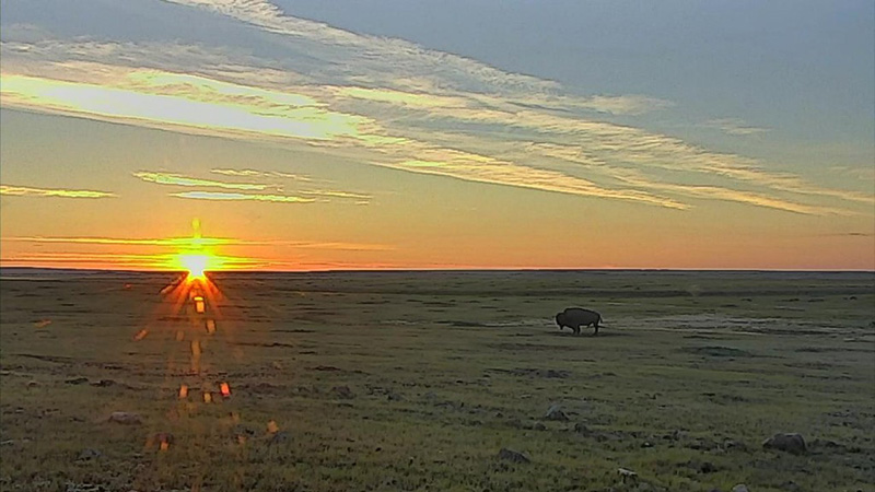 This morning's sunrise on our bison cam | Snapshot by RandyJacobs