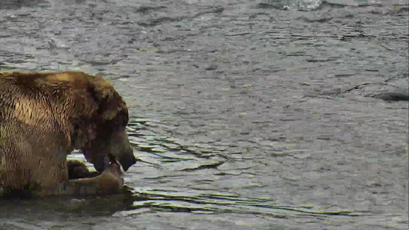 Chowing down on some delicious salmon for breakfast this morning | Snapshot by Resch 