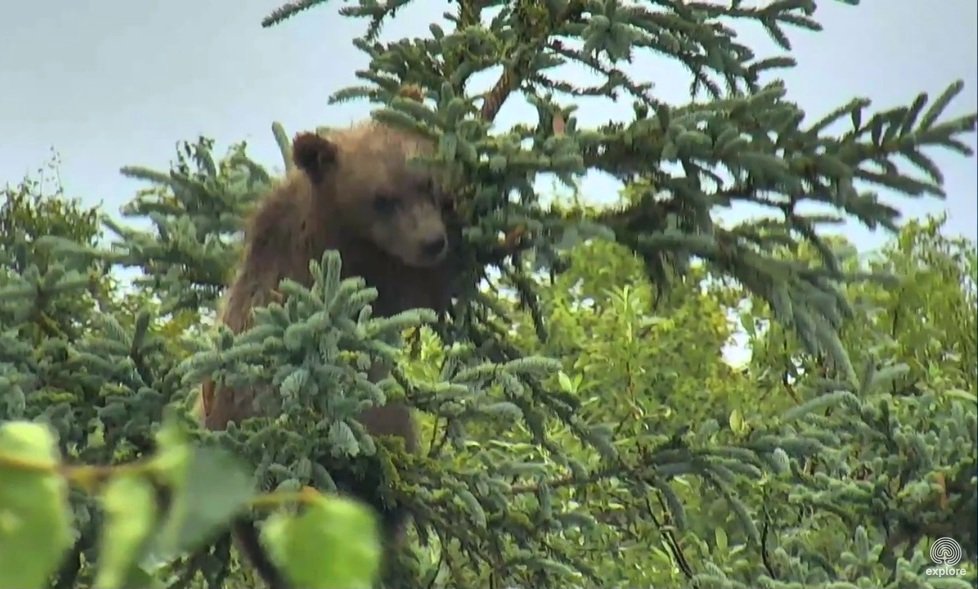 The cutest little tree climber you've ever seen | Snapshot by @Samantha__Eye