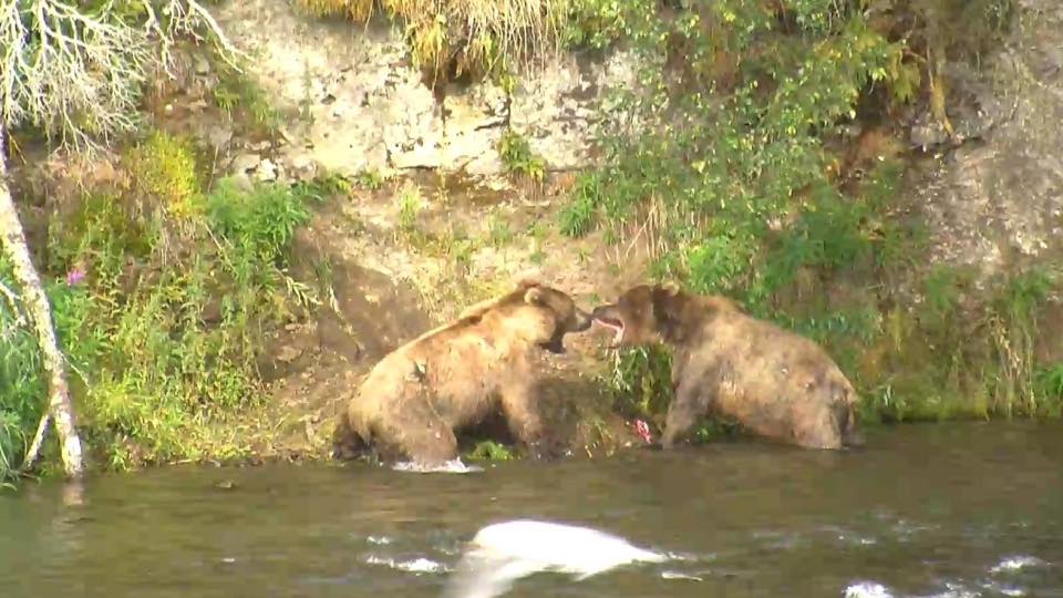 No need to fight, there's plenty of salmon for everyone! | Snapshot by Susan Cayce Leopold