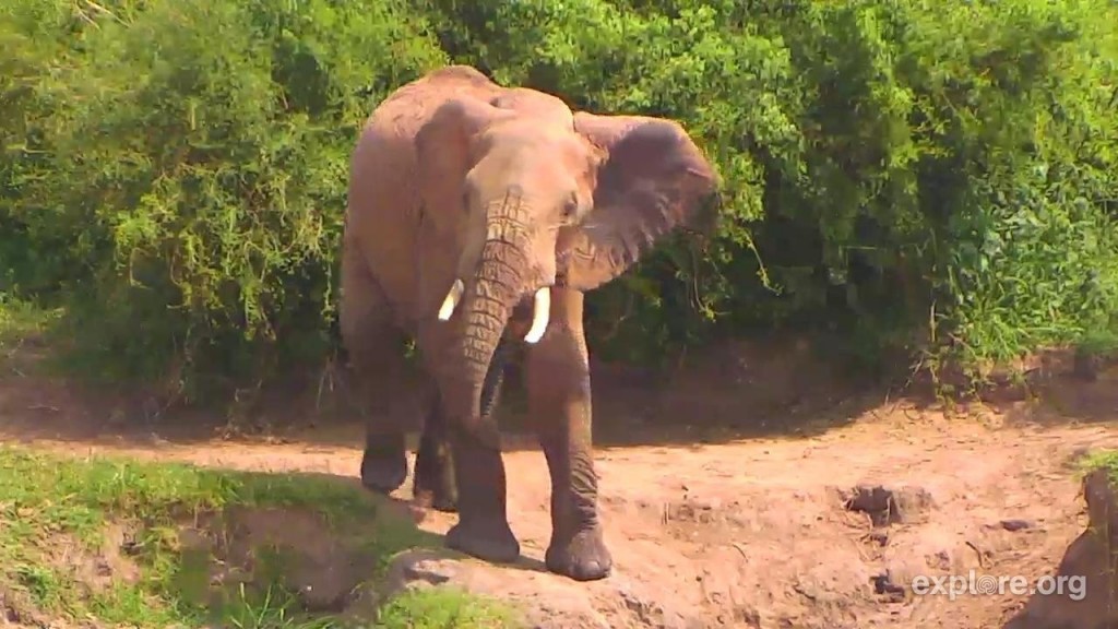 Beautiful capture from our Africa Cam | Snapshot by Teacup 