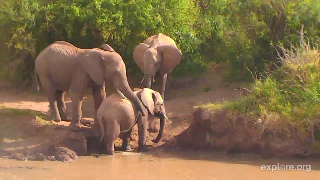 Some elephant love on Africa cam | Snapshot by TheColourWheel 