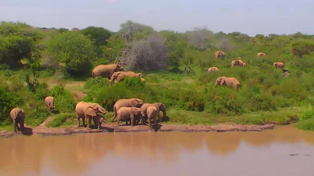 Elephant party at the watering hole | Snapshot by catsut 