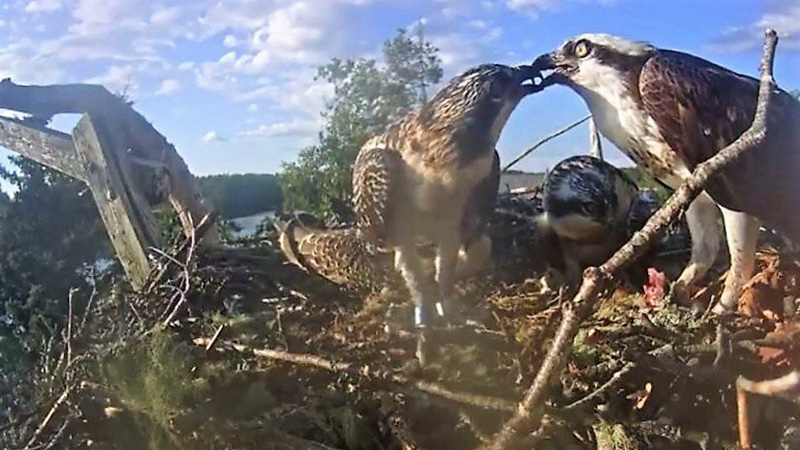 Feeding time for the osprey chicks. They're getting so big! | Snapshot by la la banker11