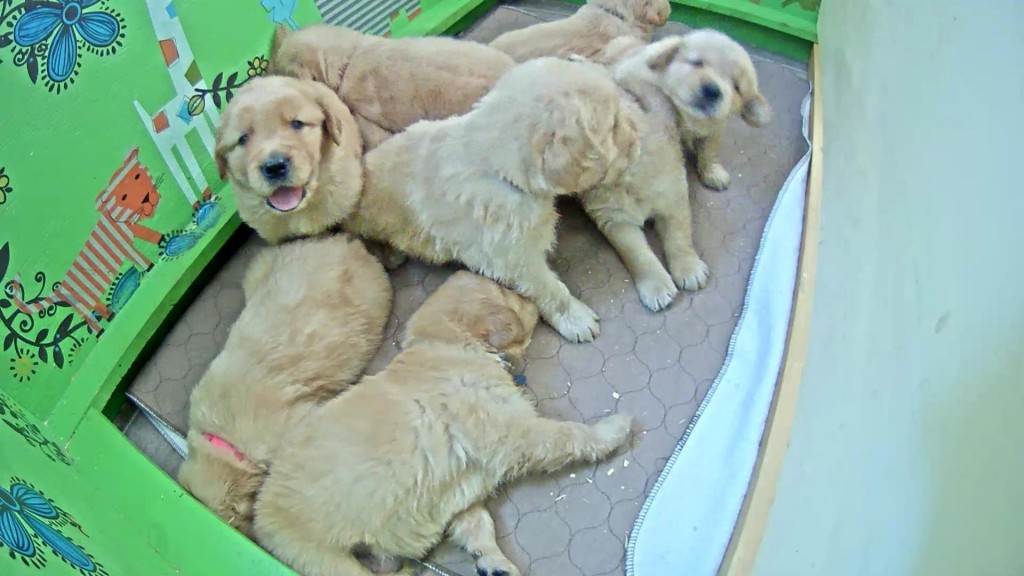 Cuddly pile of pups | Snapshot by neni hiou