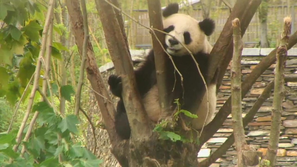 All smiles at Wolong Grove | Snapshot by ykmir