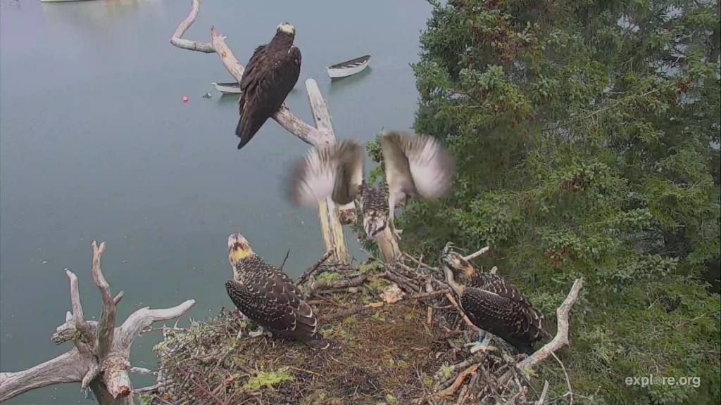 Getting ready to fledge! | Snapshot by 2pointers