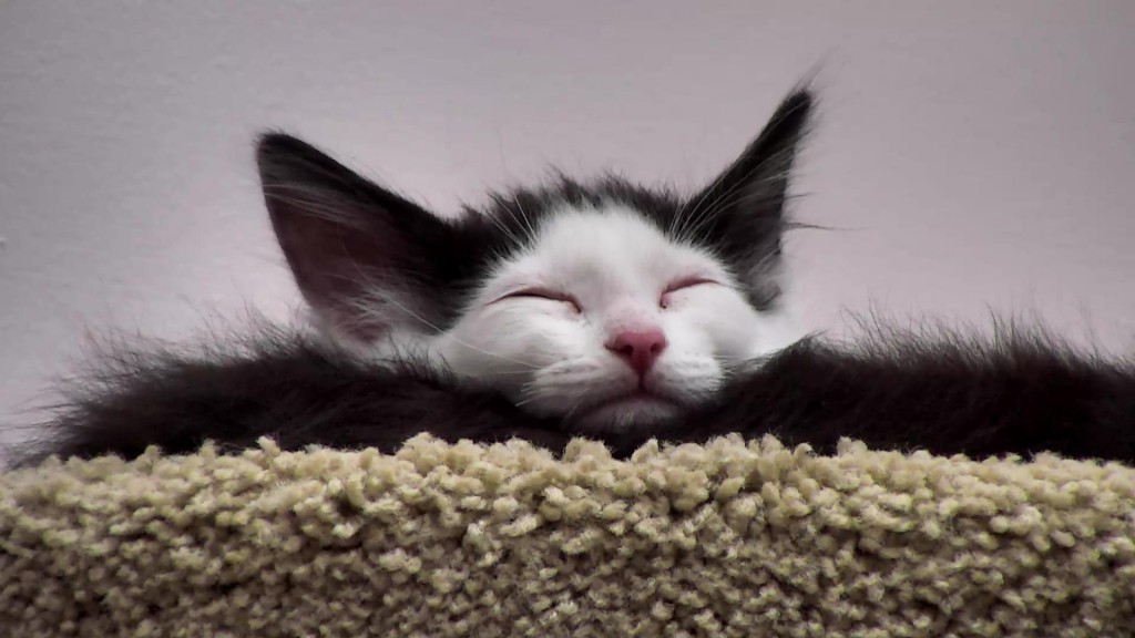 Sleepy kitty | Snapshot by Akino