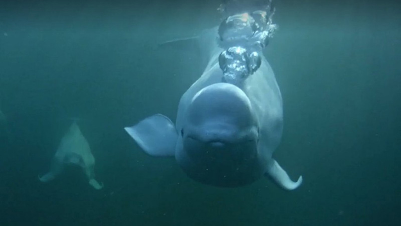 Bubbling beluga | Snapshot by BearBell