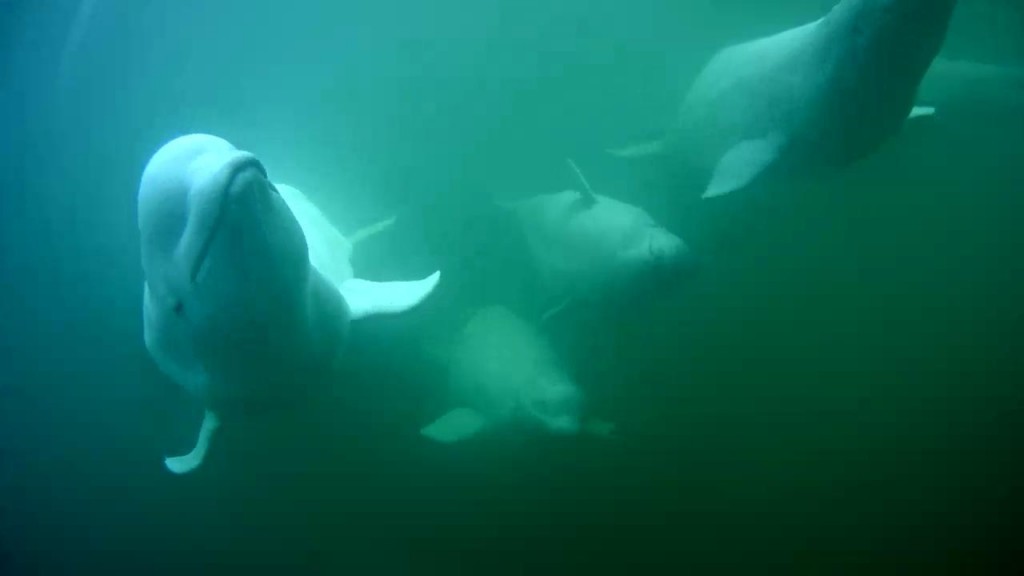 Beluga gang swimming right along | Snapshot by BettyHillenga
