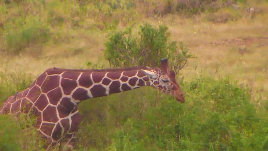 Gorgeous giraffe on Africa Cam | Snapshot by Faol
