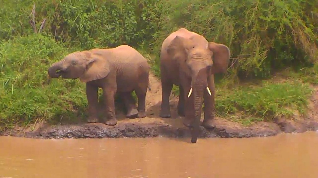 A couple of thirsty elephants grabbing a drink | Snapshot by  Gypsybug