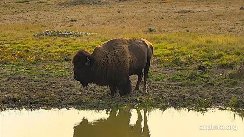 This bison beauty just admiring his handsome self | Snapshot by JeaninIA