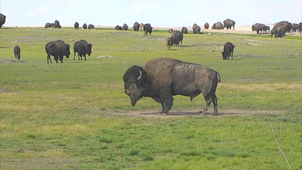 Lots of bison out at Grasslands National Park | Snapshot by KELEKA