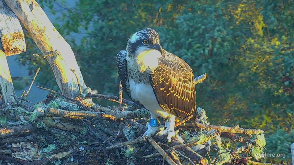 Watching over the nest | Snapshot by Sarah Cornell