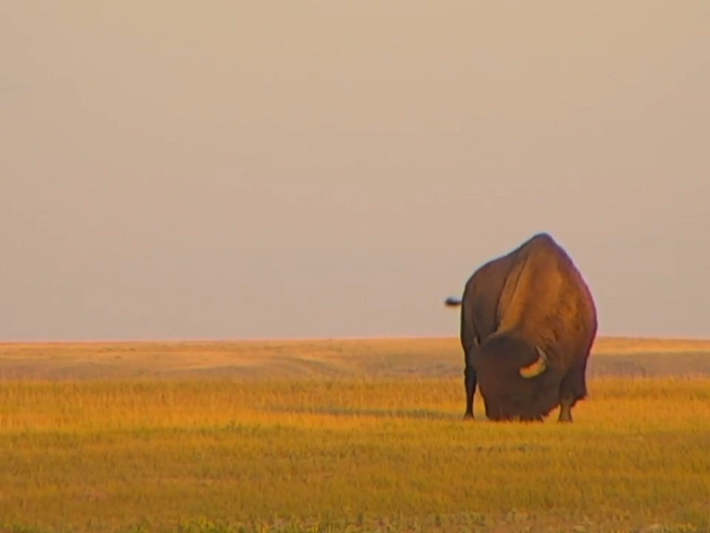 A lone bison grazing away | Snapshot by Shoegirl
