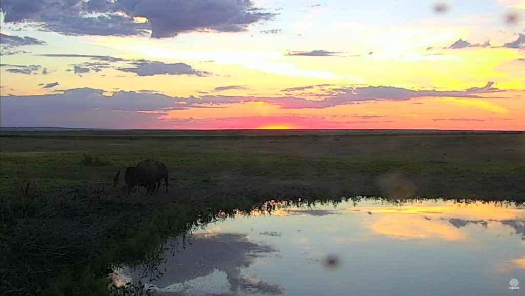 Bison sunrise at the watering hole | Snapshot by  @ValleyFlowers