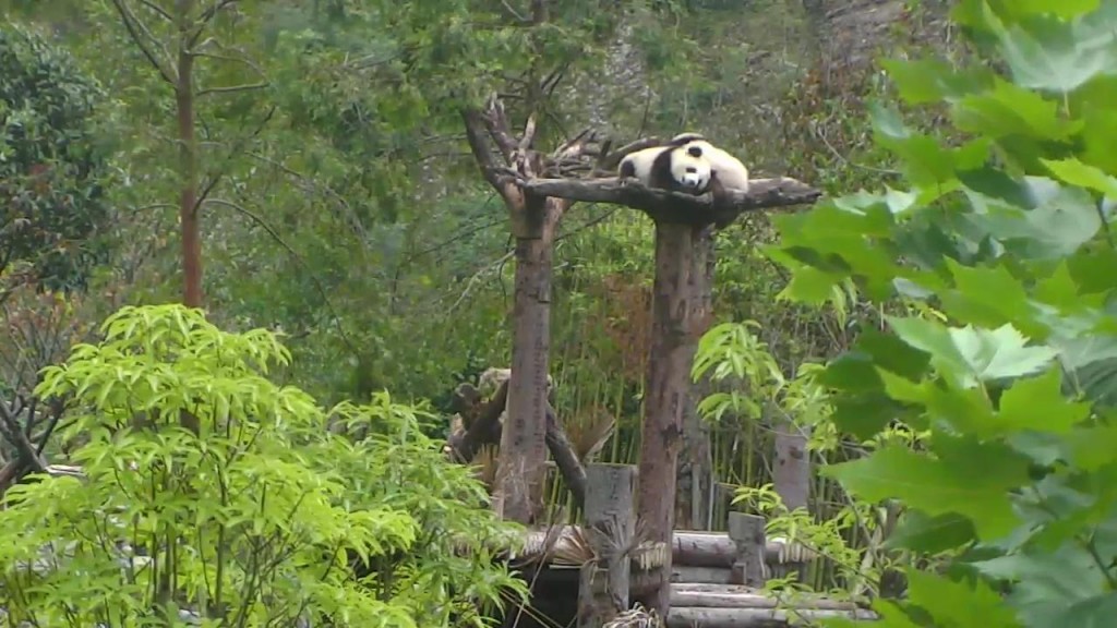 Panda toddlers up a tree | Snapshot by Vickywunner