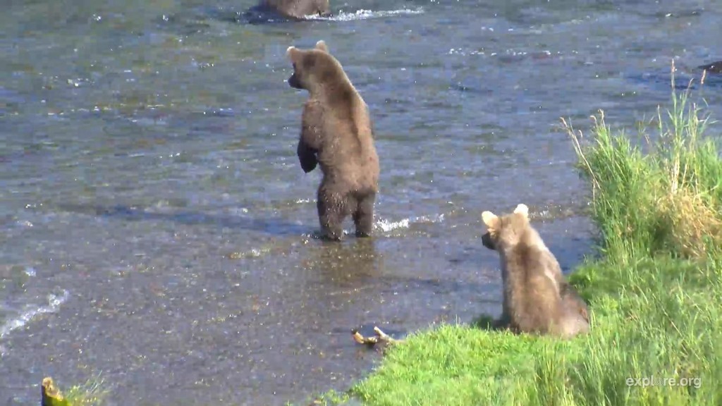 Precious cubs waiting on the sidelines | Snapshot by Welovebears