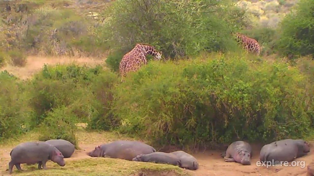 Hippos and giraffes and more hippos, oh my! | Snapshot by Ysthee