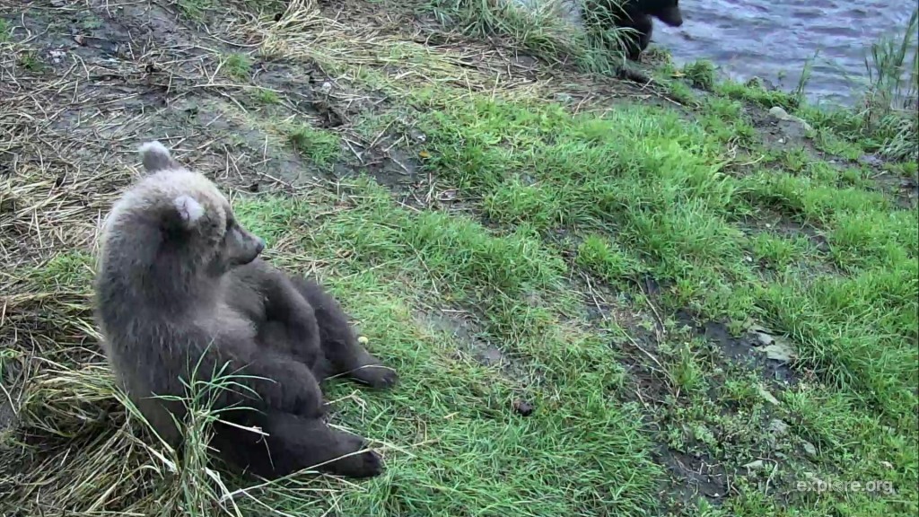 Waiting ever so patiently for mom to come back with salmon | Snapshot by Zozie