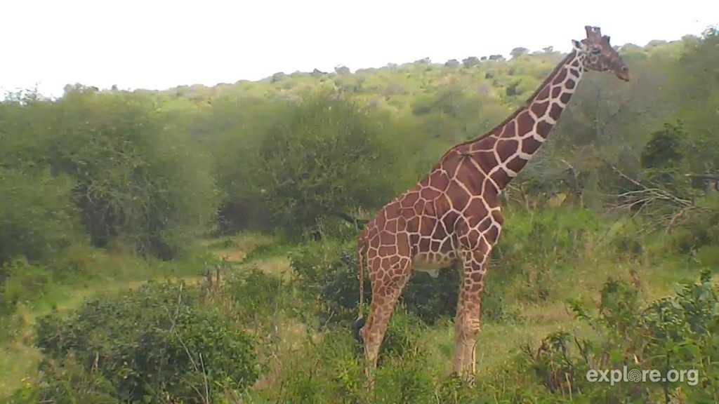 Beautiful giraffe on Africa Cam | Snapshot by adsunshine