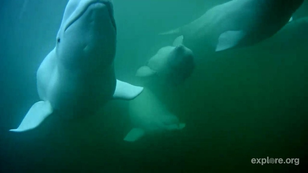 Belugas all around | Snapshot by afterthought