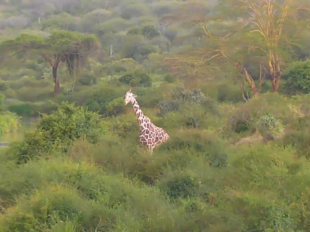 Beautiful giraffe on our African Animal Lookout Cam | Snapshot by britnme