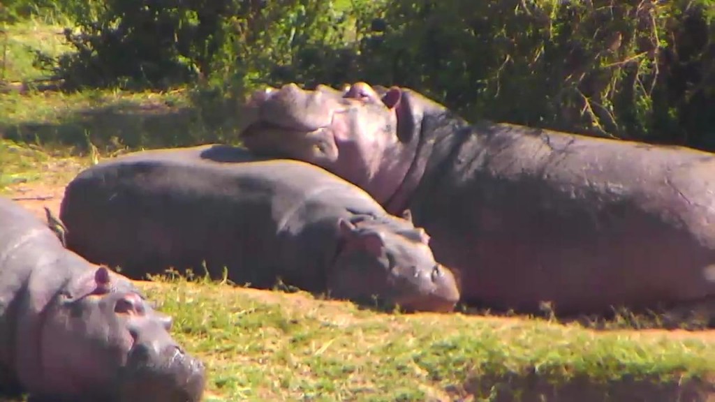 Hippo friends make great pillows | Snapshot by dreamtoken