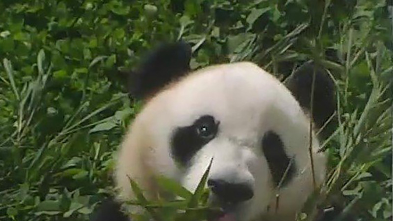 Snackin' on some bamboo | Snapshot by lisaz