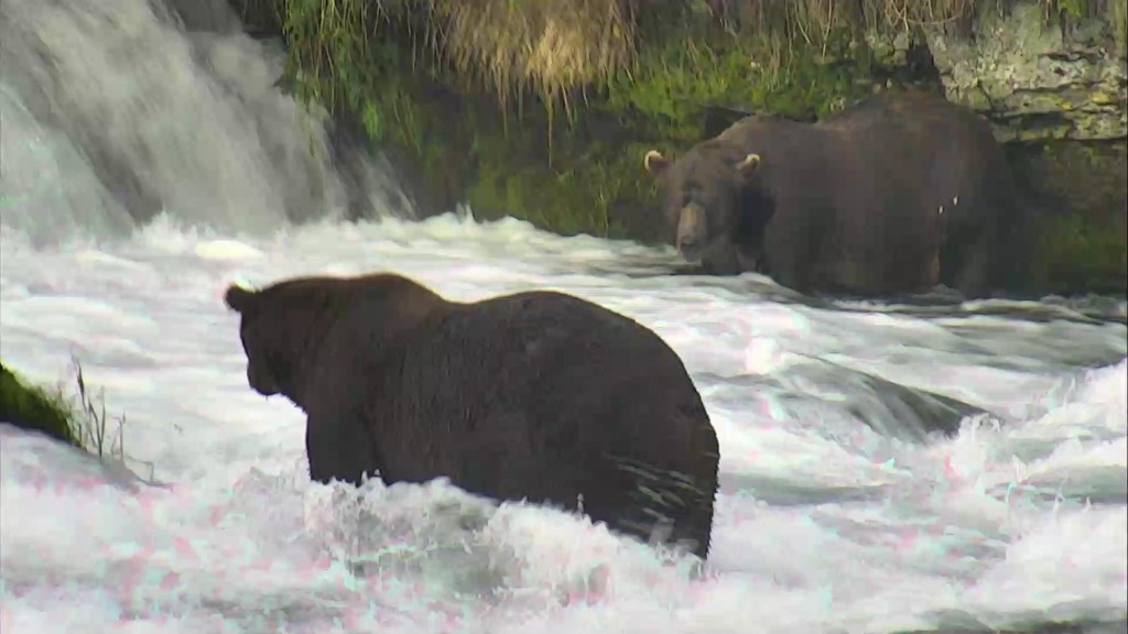 On the hunt for salmon at Brooks Falls, Katmai National Park | Snapshot by posting real