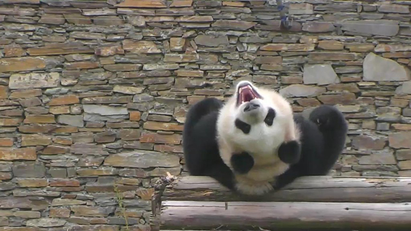 The happiest panda in Happiness VIllage | Snapshot by ykmir