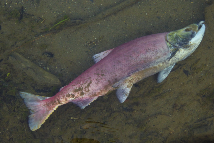 In late summer and fall, dead salmon are easy to find in slow moving portions of Brooks River