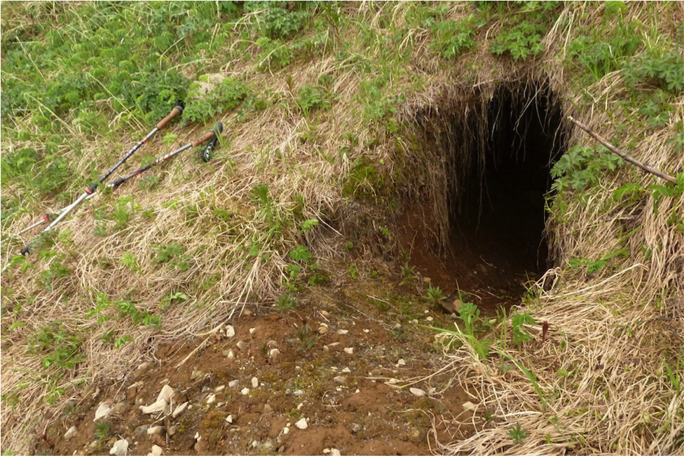 The entrance to a vacant bear den on Dumpling Mountain. For scale, the hiking poles are 120 cm long.